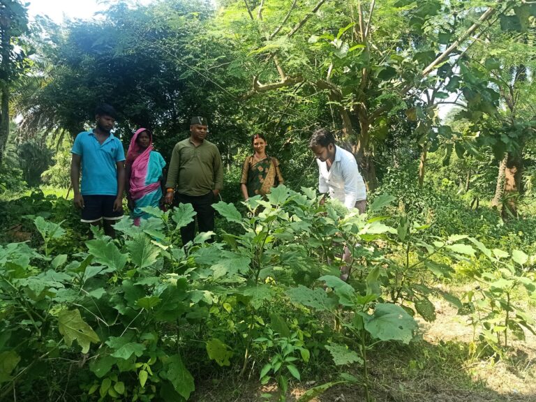 Ghar Ka Bagicha “Kitchen Garden” – Mukundi Santhali, Godda (Revisit)